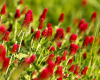 Upcoming Class: Cover Crops in the Garden