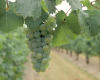 Decorative and Producing Vines-Going Vertical