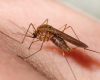 Mosquitoes: Protection & Precaution