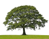 Toby Bost Urban Tree Endowment Grant