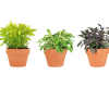 Growing Herbs October 15 at Rural Hall Library 