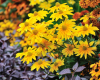 Fall 2012 Home & Garden Library Series
