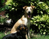 Meet Cooper and Tesla, Our Tail Waggin