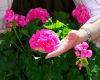 Dynamic Hanging Baskets--Southside Library April 8th 7:00 pm