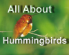 Learn All About Hummingbirds with Liz Schmid
