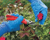 The Why, When, and How of Pruning Your Ornamental Shrubs