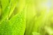 Spring Lawn and Garden Series at the Library