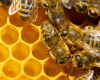 Beekeeping Program Monday, June 24th @ 6pm
