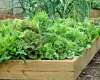 Community Gardening 101