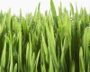 Spring Home & Garden Series Workshop w/ Bill Colvin, Master Gardener