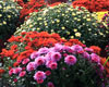 Master Gardener Plant Sale