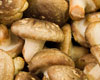 Mushroom Lovers Learn How to Grow Their Own