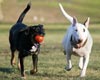 Dog Park Dedication Party