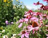 Are You Wheezing and Sneezing?