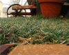 Managing Yard Pests