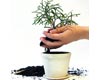 Fall Plant Swap