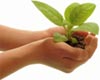 Spring Plant Swap