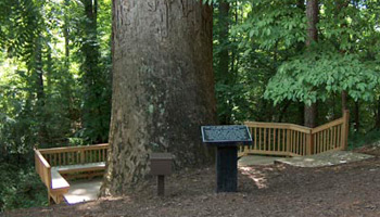 Ancient Poplar Tree