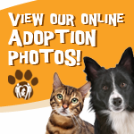 Adoptable Pets