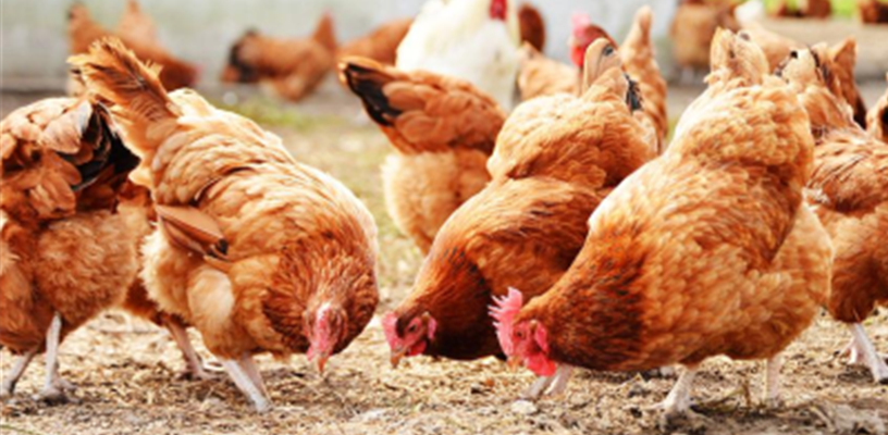 Poultry Processing Law Change