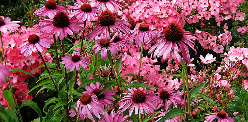 Learn all about Native Plants