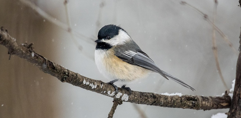 Birders, Connect! Learn what the eBird app can do for you