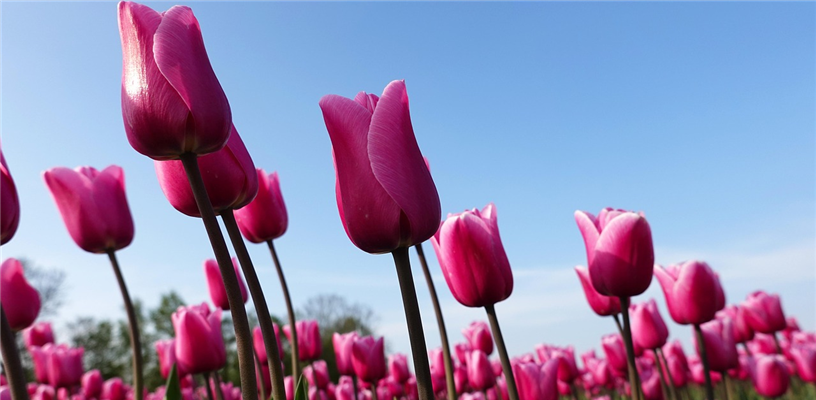 Dig Deep at Bulbs in Your Backyard