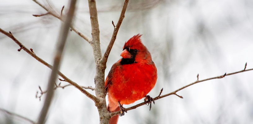 Get out and get birding this winter